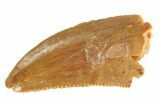 Serrated Raptor Tooth - Real Dinosaur Tooth #332804-1